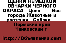 ЩЕНКИ НЕМЕЦКОЙ ОВЧАРКИ ЧЕРНОГО ОКРАСА › Цена ­ 1 - Все города Животные и растения » Собаки   . Пермский край,Чайковский г.